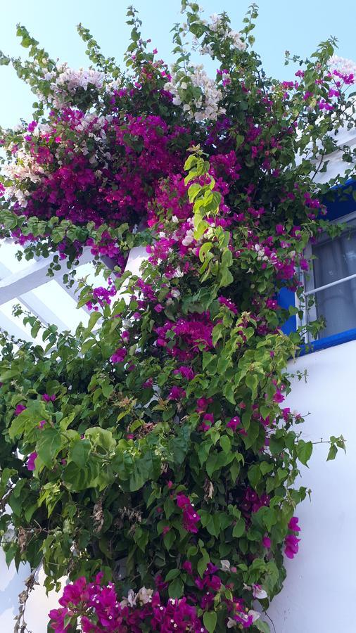 Paradise Apart Hotel Bitez Dış mekan fotoğraf